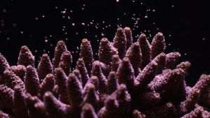 Canon va lansa un proiect de conservare a recifelor de corali alături de Coral Spawning Lab şi Nature Seychelles